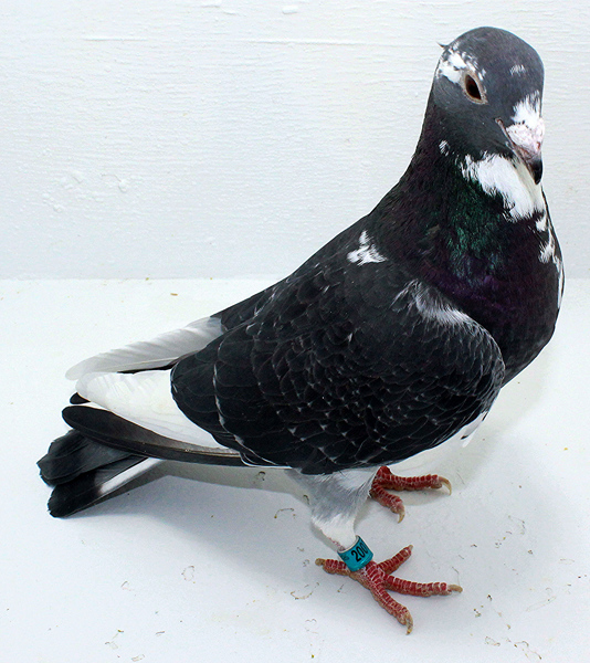 Band: AU 20075 AA 2025